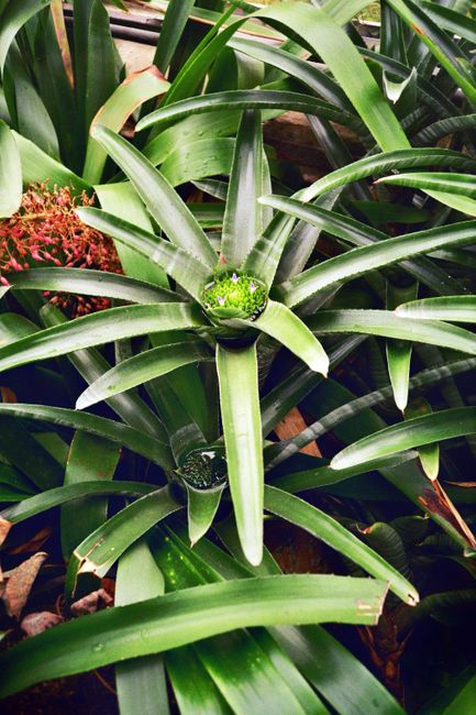 Lush green bromeliad plant captured up close in Cambridge, UK.
