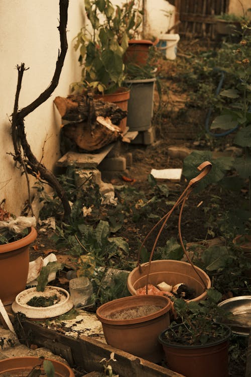 Gratis arkivbilde med gryter, hage, potteplanter Arkivbilde
