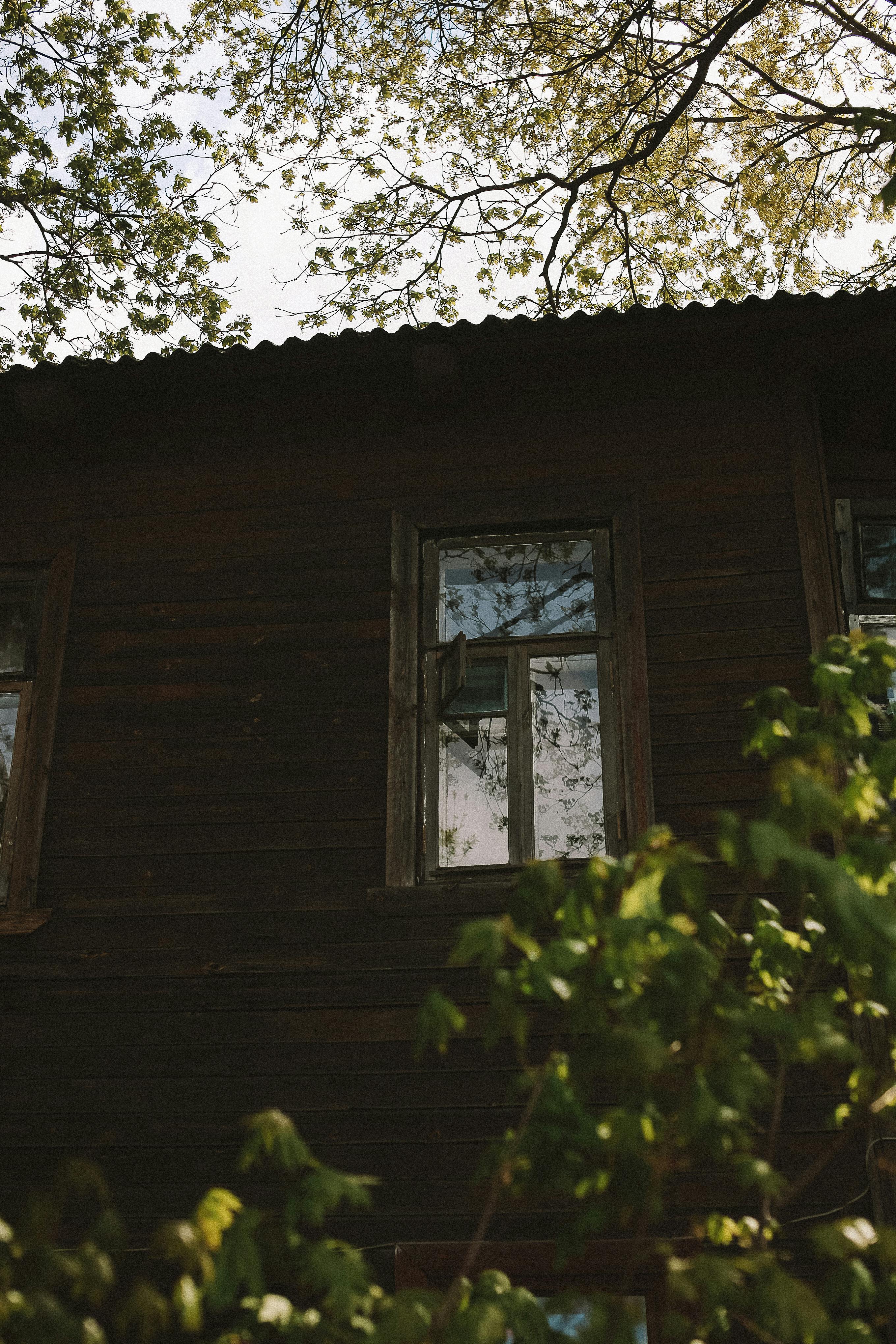Tree and Bush near House Window · Free Stock Photo