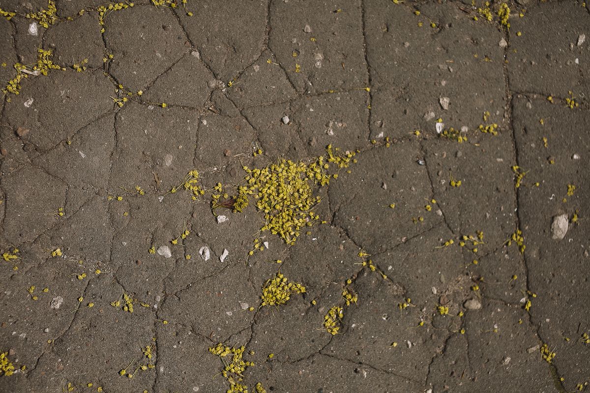 Cracked and uneven pavement surface in a residential setting