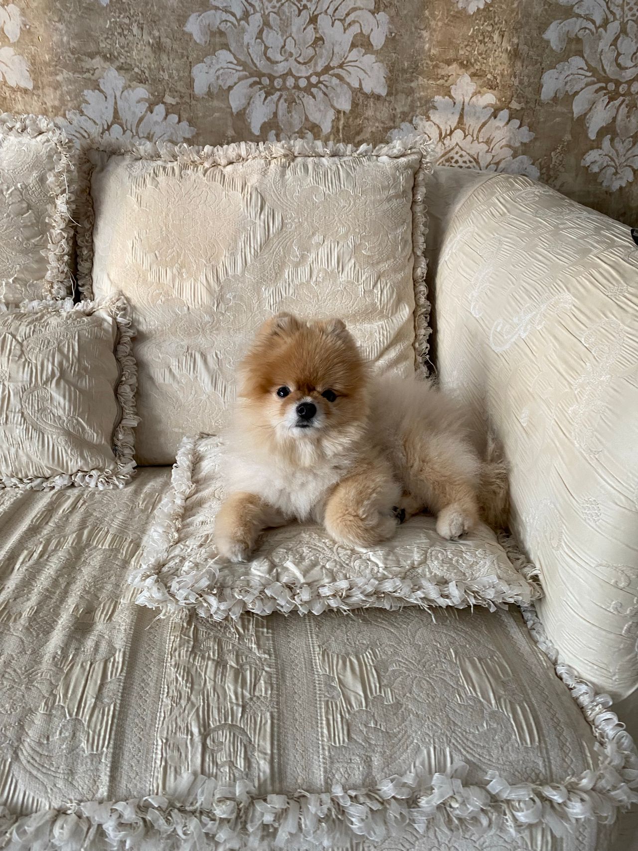 Small dog sitting on a cream patterned sofa