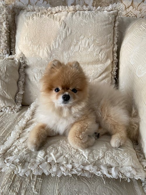 Free Dog Lying Down on Pillow Stock Photo