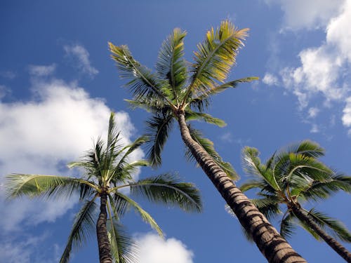 A Low Angle Shot of Green Palm Trees Under the Blue Sky and White Clouds