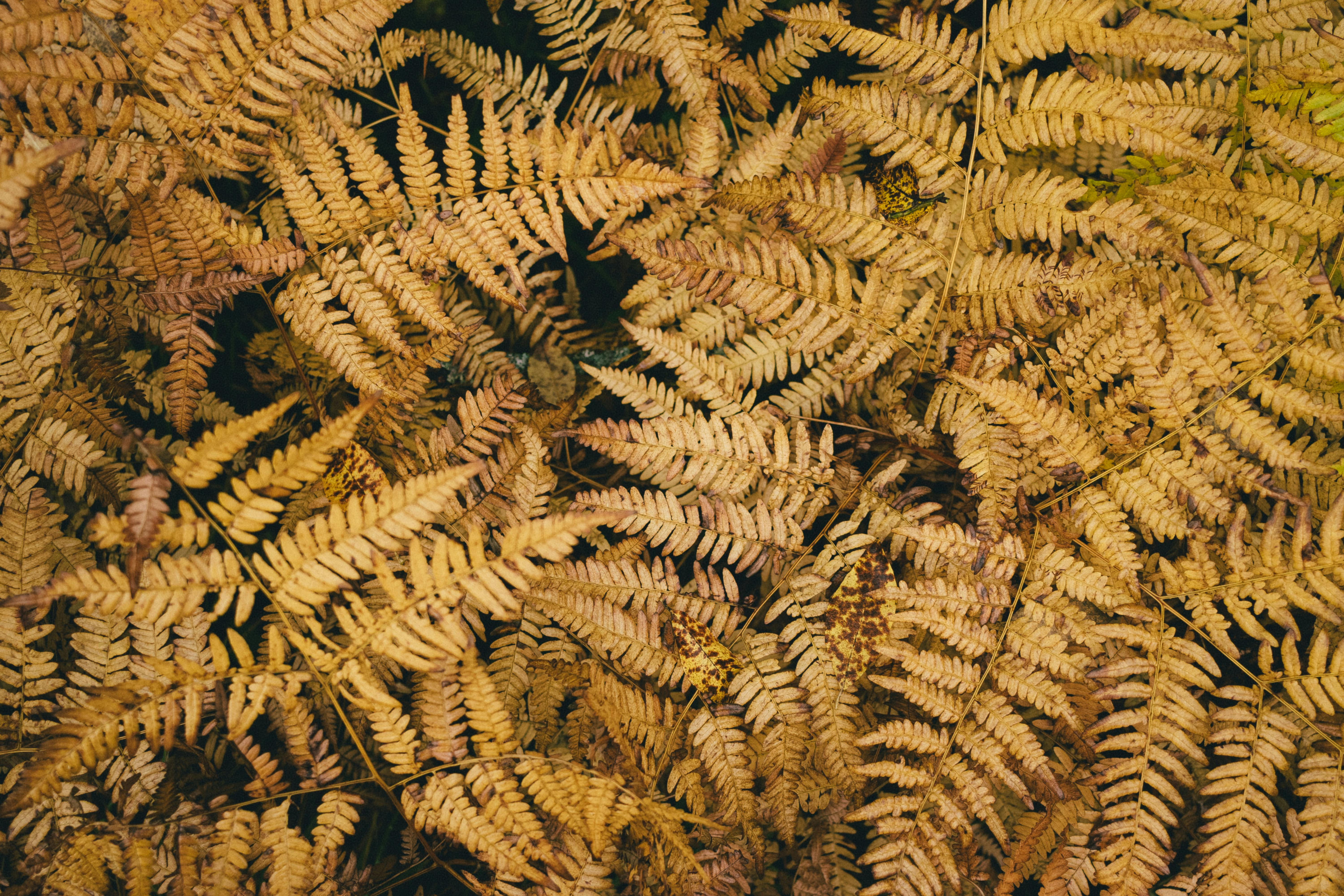 Gratis Fotos de stock gratuitas de @al aire libre, al aire libre, bosque Foto de stock