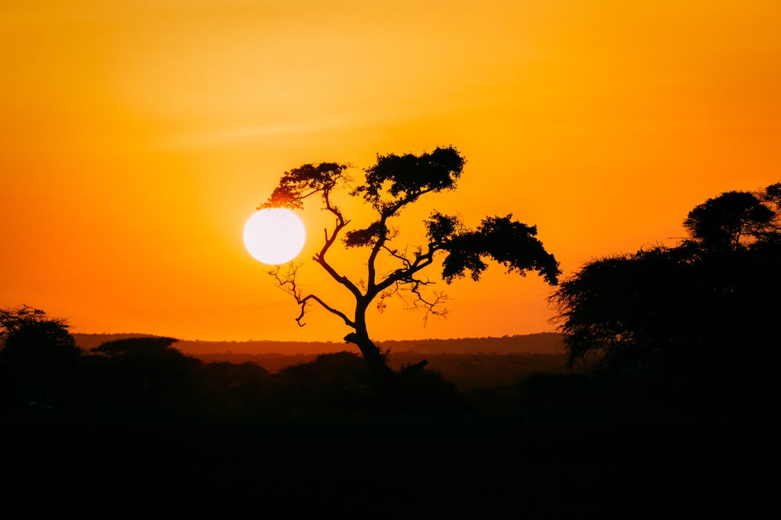 Free Silhouette of Tree during Golden Hour Stock Photo