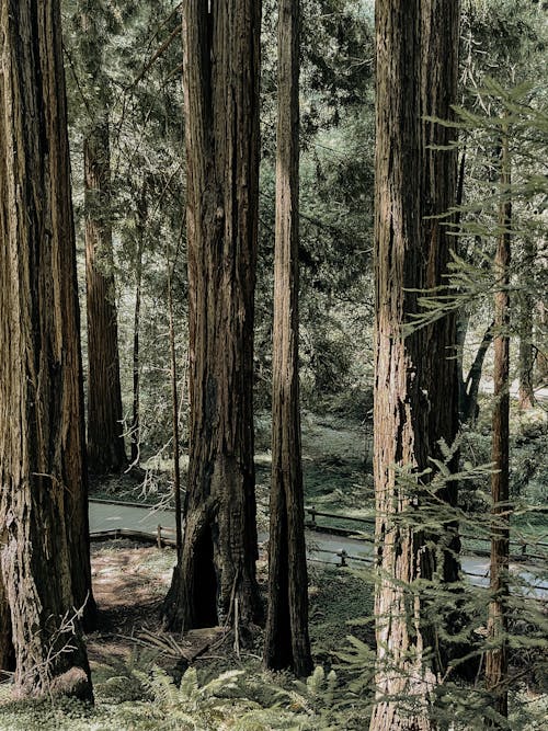 Δωρεάν στοκ φωτογραφιών με δασική έκταση, δασικός, δέντρα