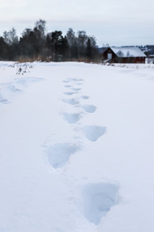 Бесплатное стоковое фото с зима, зимний фон, падающий снег
