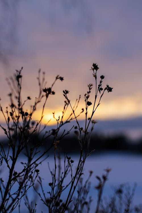Бесплатное стоковое фото с зима, зимний пейзаж, зимний сезон