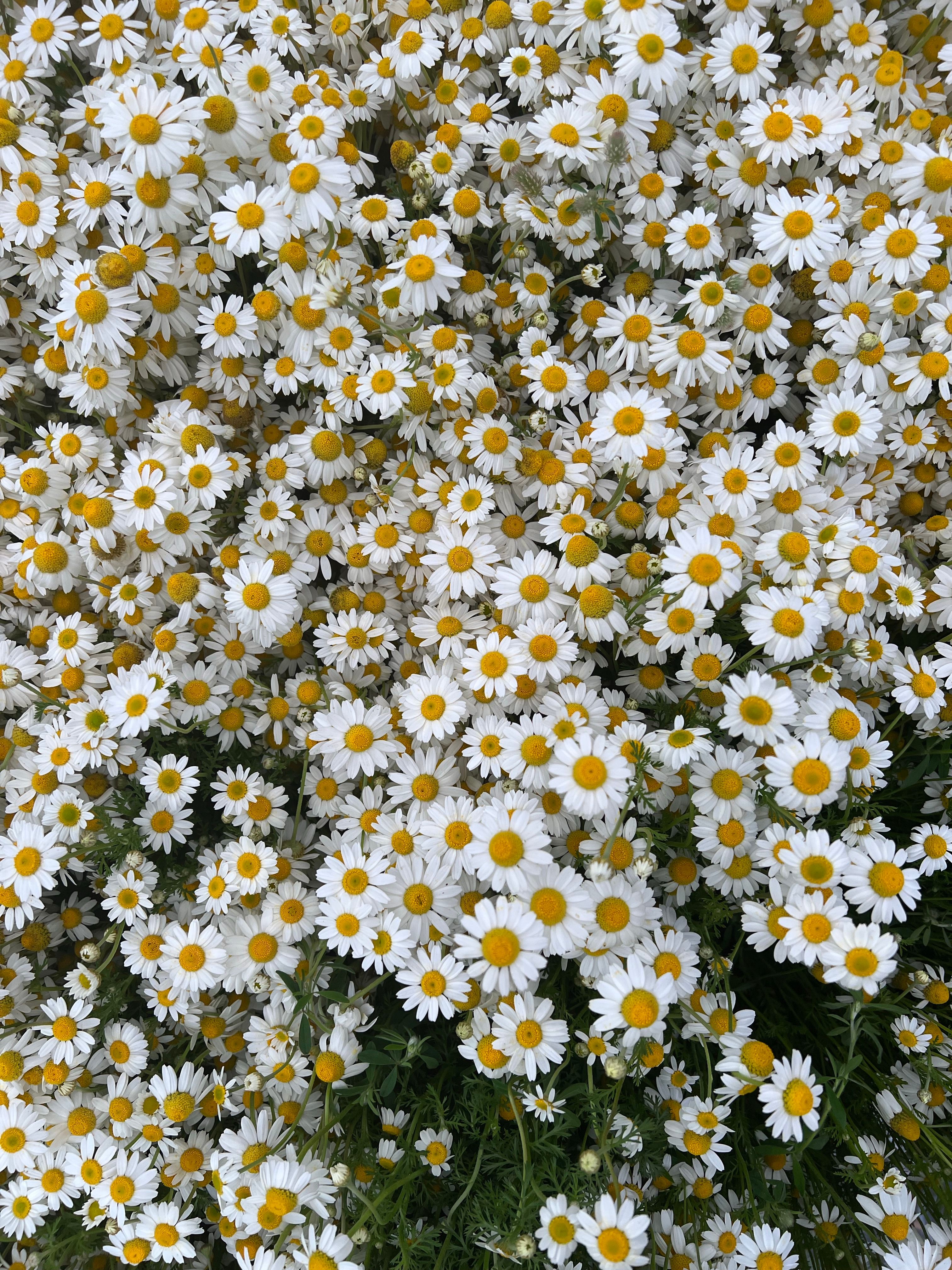 Chamomile