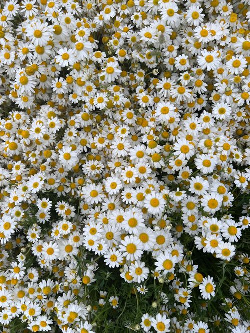 Free A vibrant and dense field of blooming chamomile flowers in full bloom outdoors. Stock Photo