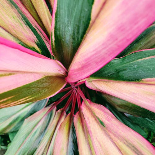Pink and Green Leaves in Close Up Photography