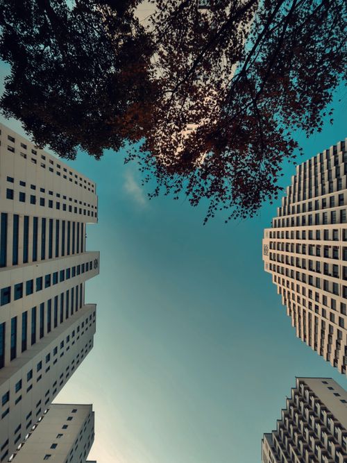 Free Low angle view of skyscrapers and tree branches against a blue sky. Stock Photo