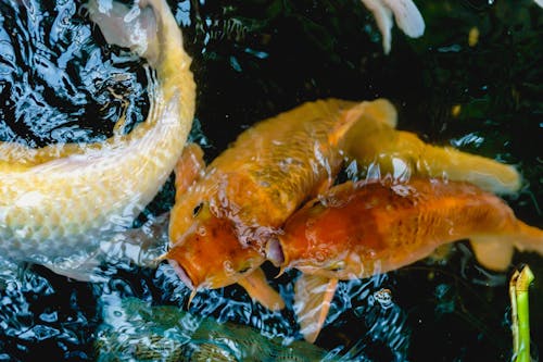 Koi Fishes in Close Up Photography 
