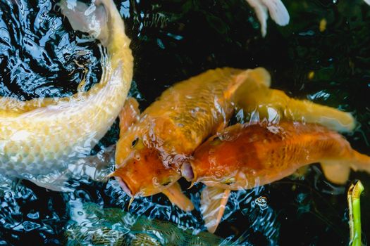 Top view of colorful koi fish swimming in a serene pond, showcasing their vivid colors and graceful movements.