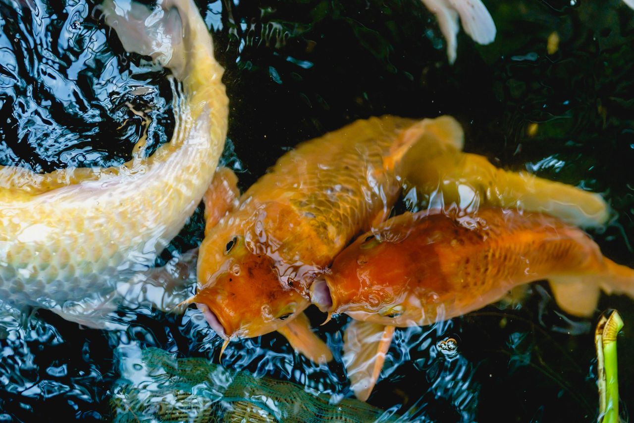 top view of colorful koi fish swimming in a serene pond showcasing the