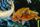 fishes