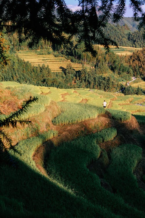 Ingyenes stockfotó farm, függőleges lövés, idilli témában