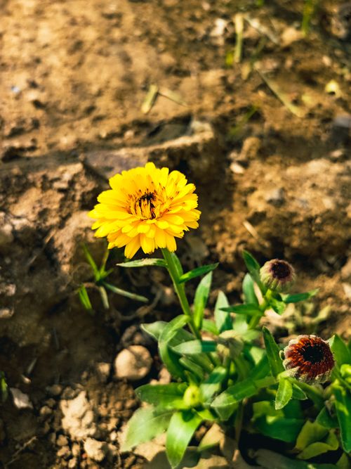 Free stock photo of creative, flower, nature Stock Photo
