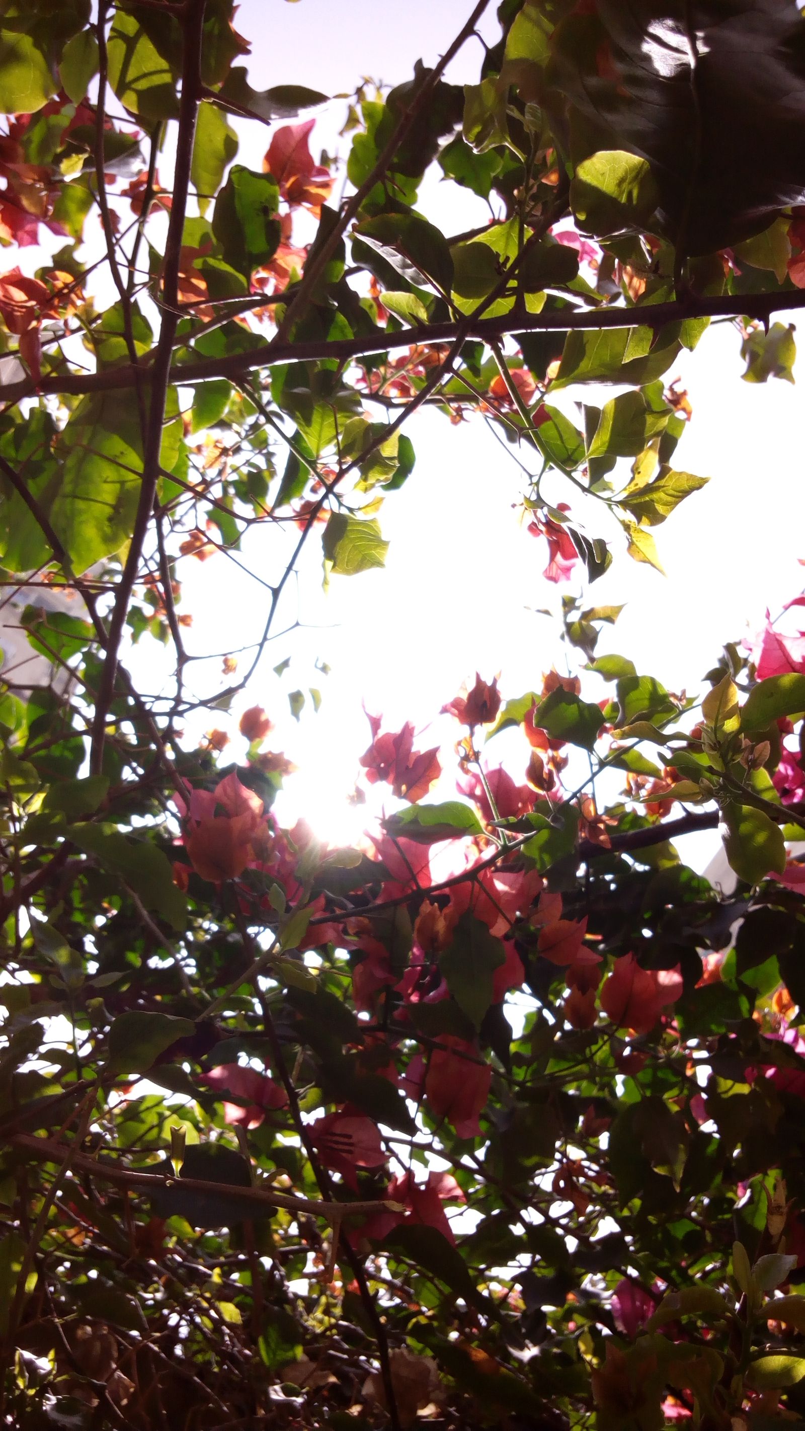Güve