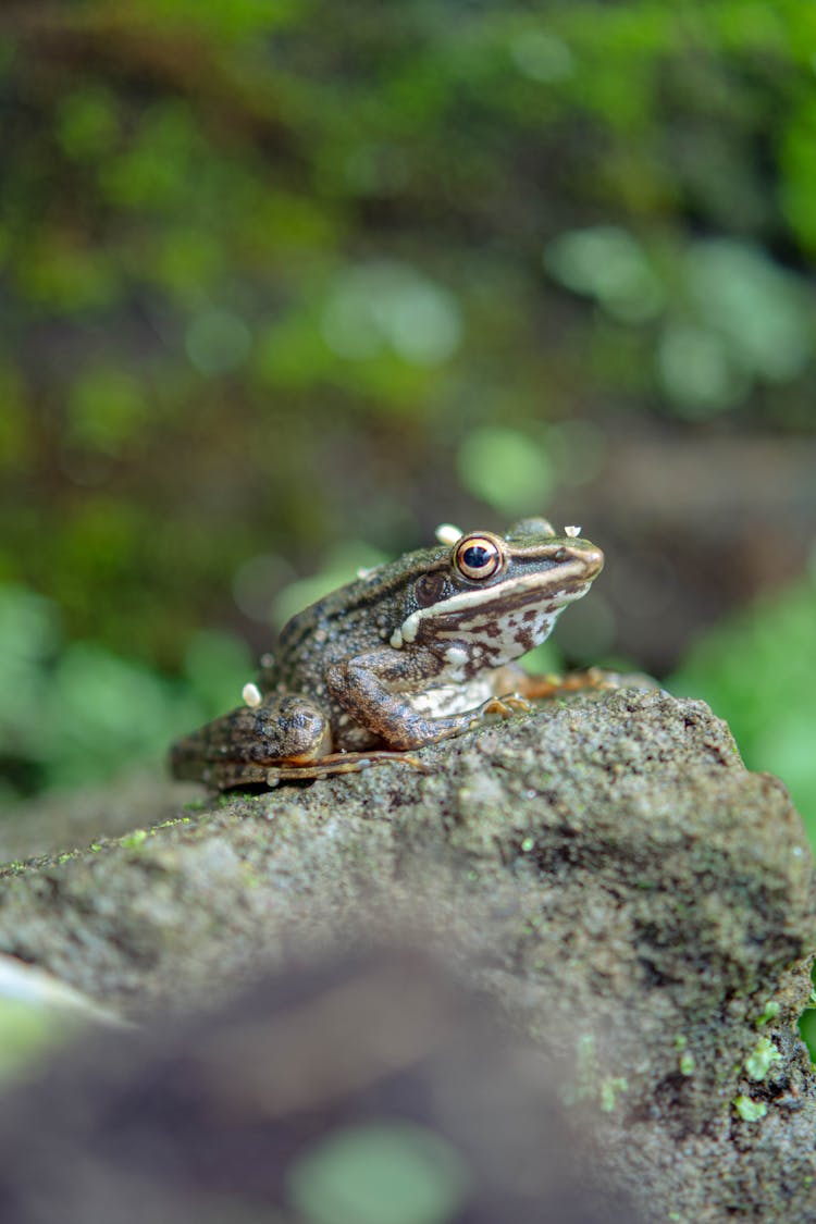 A Rock On A Frog 