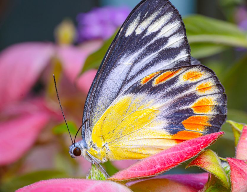 Levende vlinders op muur voor herfstkleur. Levende vlinders op muur voor herfstkleur.