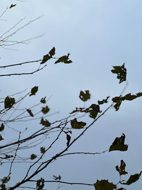 Foto stok gratis bayangan hitam, berawan, bidikan sudut sempit