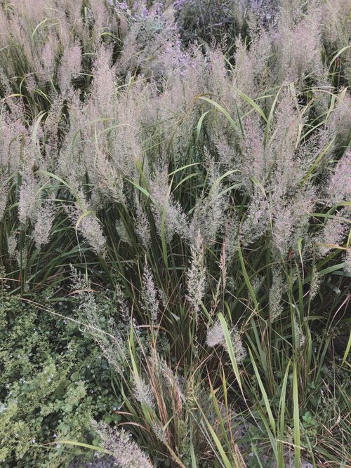 Free A detailed view of tall, fluffy grasses in an outdoor environment on a cloudy day. Stock Photo