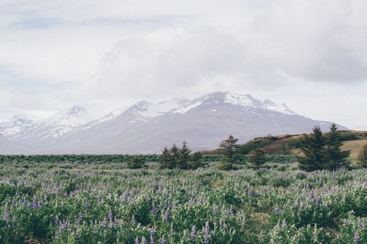 Scenic view of lush field with wildflowers and snow-topped mountains against cloudy sky.
