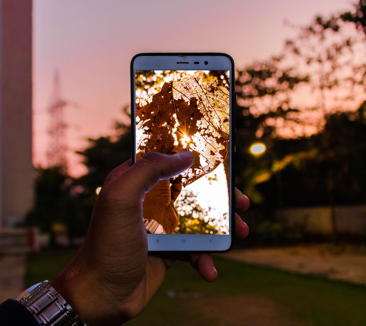 hand holding smartphone with a leaf photo at sunset blending technolog