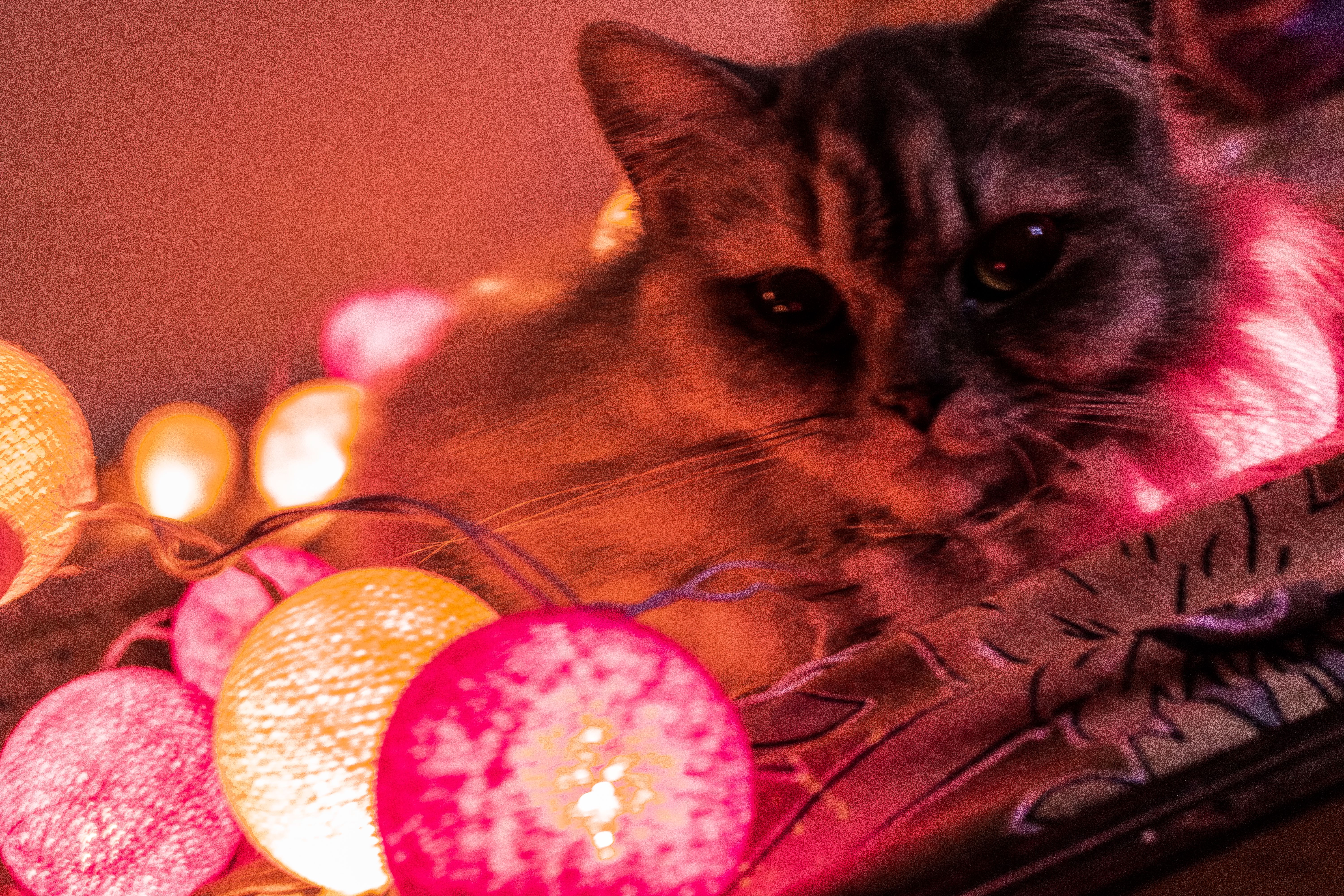 Free Stock Photo From Sum it Pexels