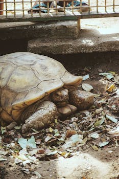 A detailed close-up of a tortoise resting in a shaded outdoor area filled with dry leaves.