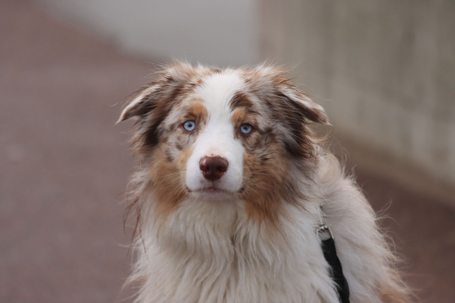 Defining Canine Intelligence: The Clinical Perspective