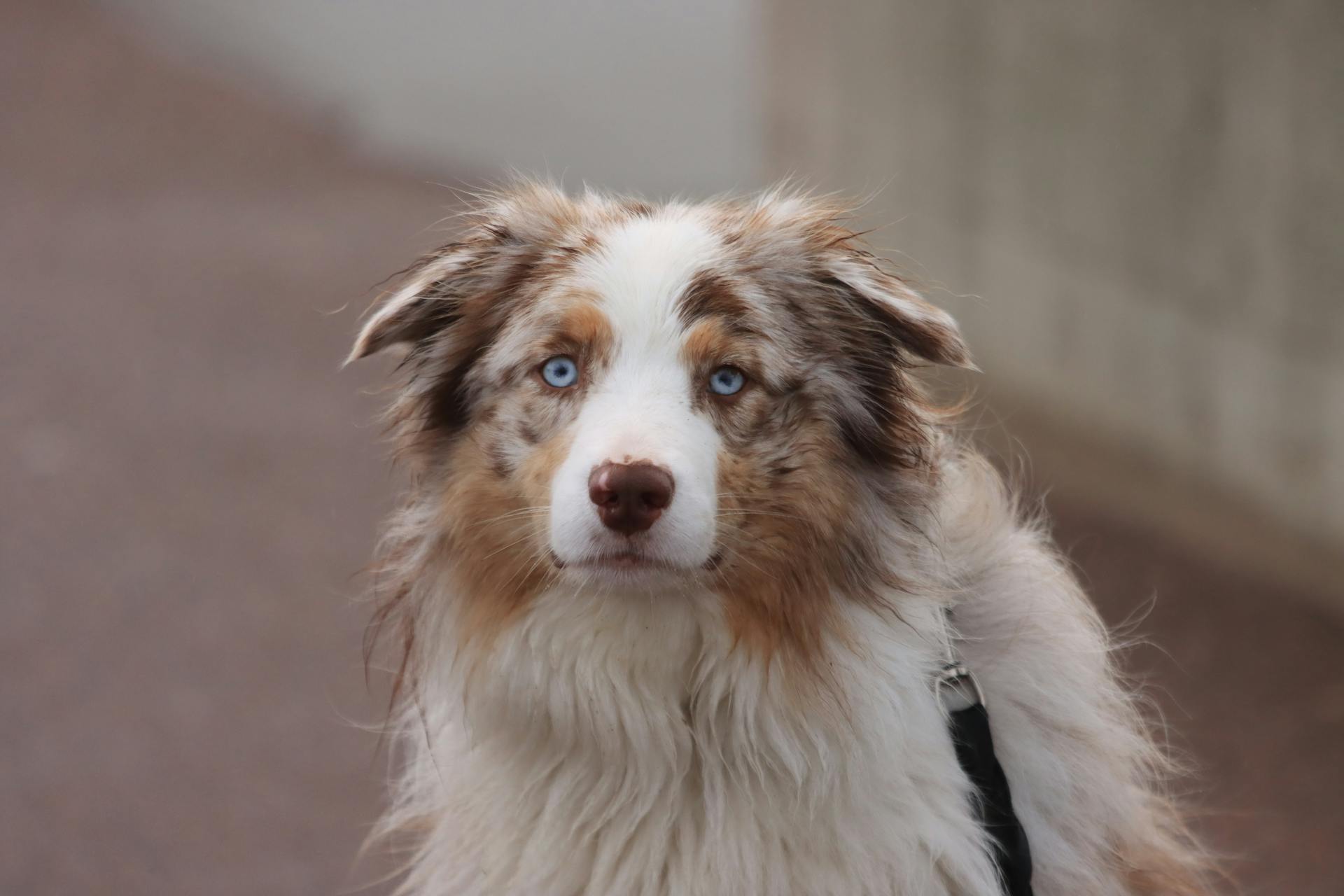 Furry Australian Shepherd