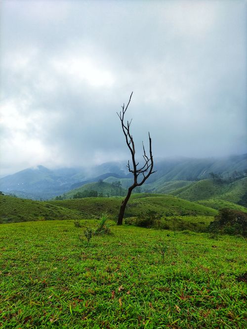 Free Leafless tree on lush grass with misty mountains, Vagamon, Kerala, India. Stock Photo