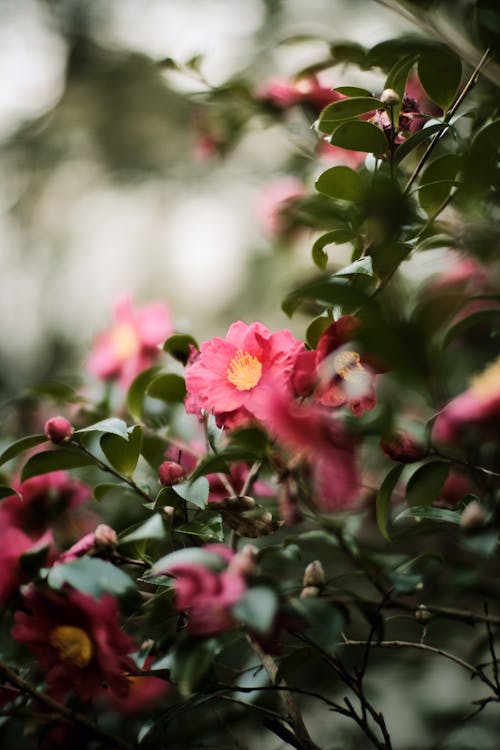 Free Pink Camellia Flowers on Green Plant in Close-up Photography Stock Photo