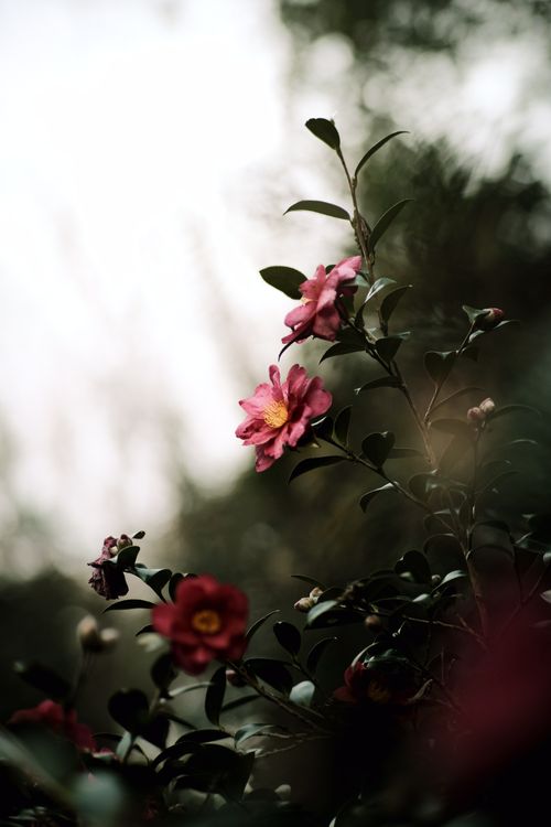 Free Beautiful pink camellias blooming amidst green foliage in an outdoor setting. Stock Photo