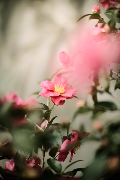 Free Beautiful Camellia Flowers Growing on a Plant Stock Photo