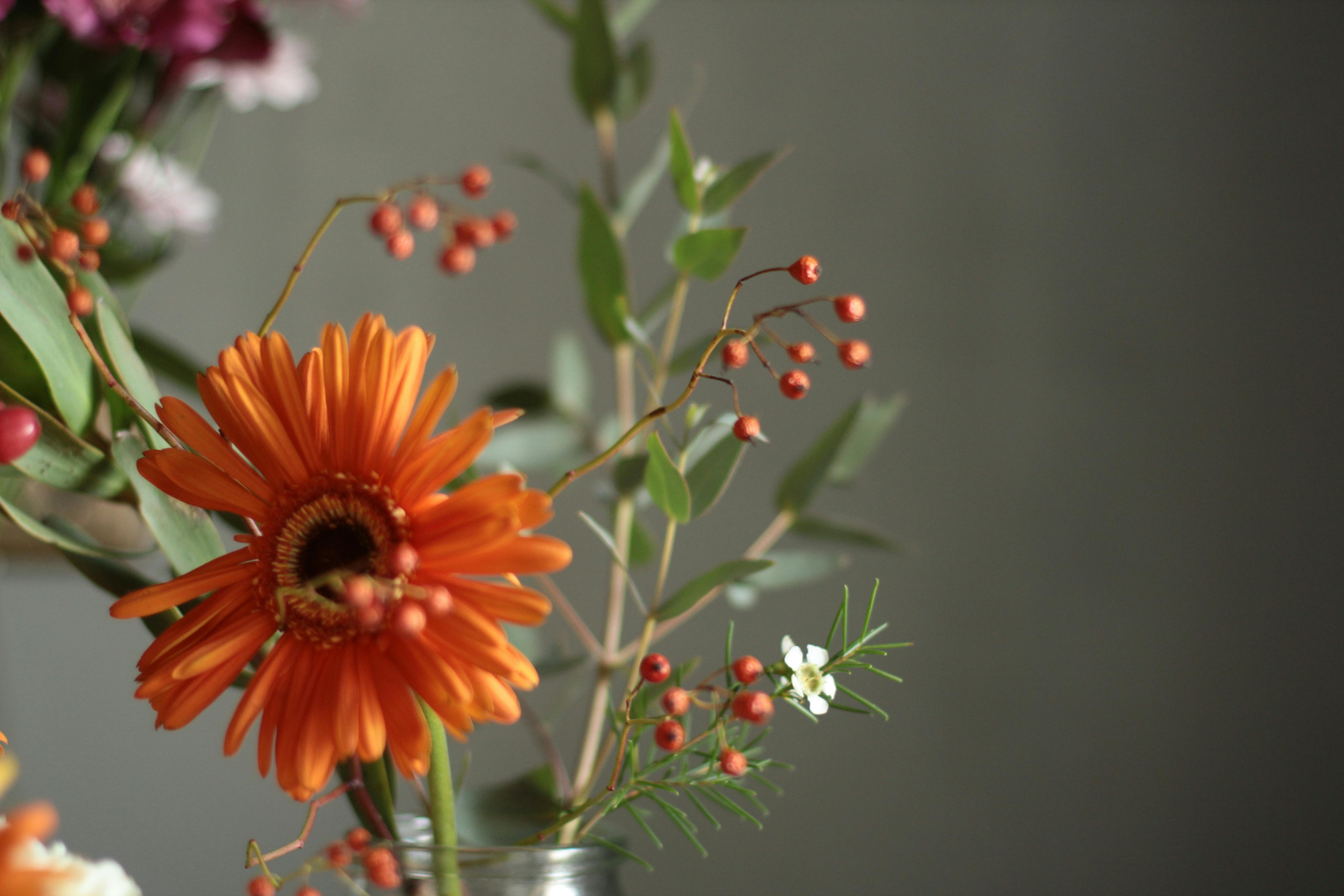 Close-up of a vibrant orange gerbera surrounded by green leaves and red berries, ideal for nature-inspired compositions.