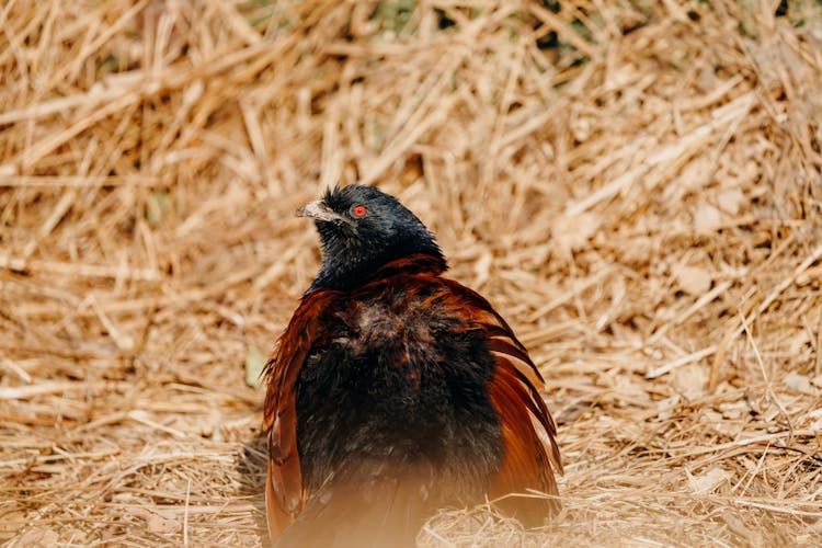 Greater Coucal Perched On Haystack