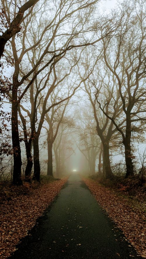 Serene Forest Path with Morning Sunrays · Free Stock Photo