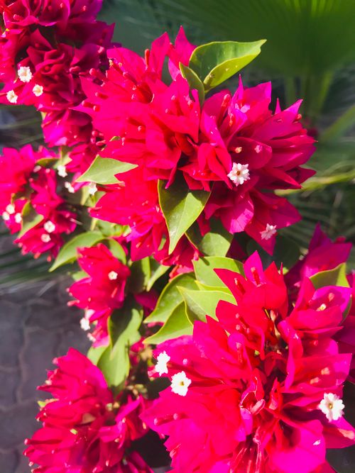 Free stock photo of background flowers, beautiful flower, flower gallery Stock Photo