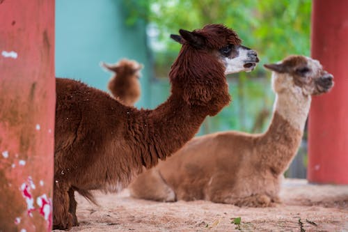 Foto stok gratis alpaka, domba merino, fotografi binatang