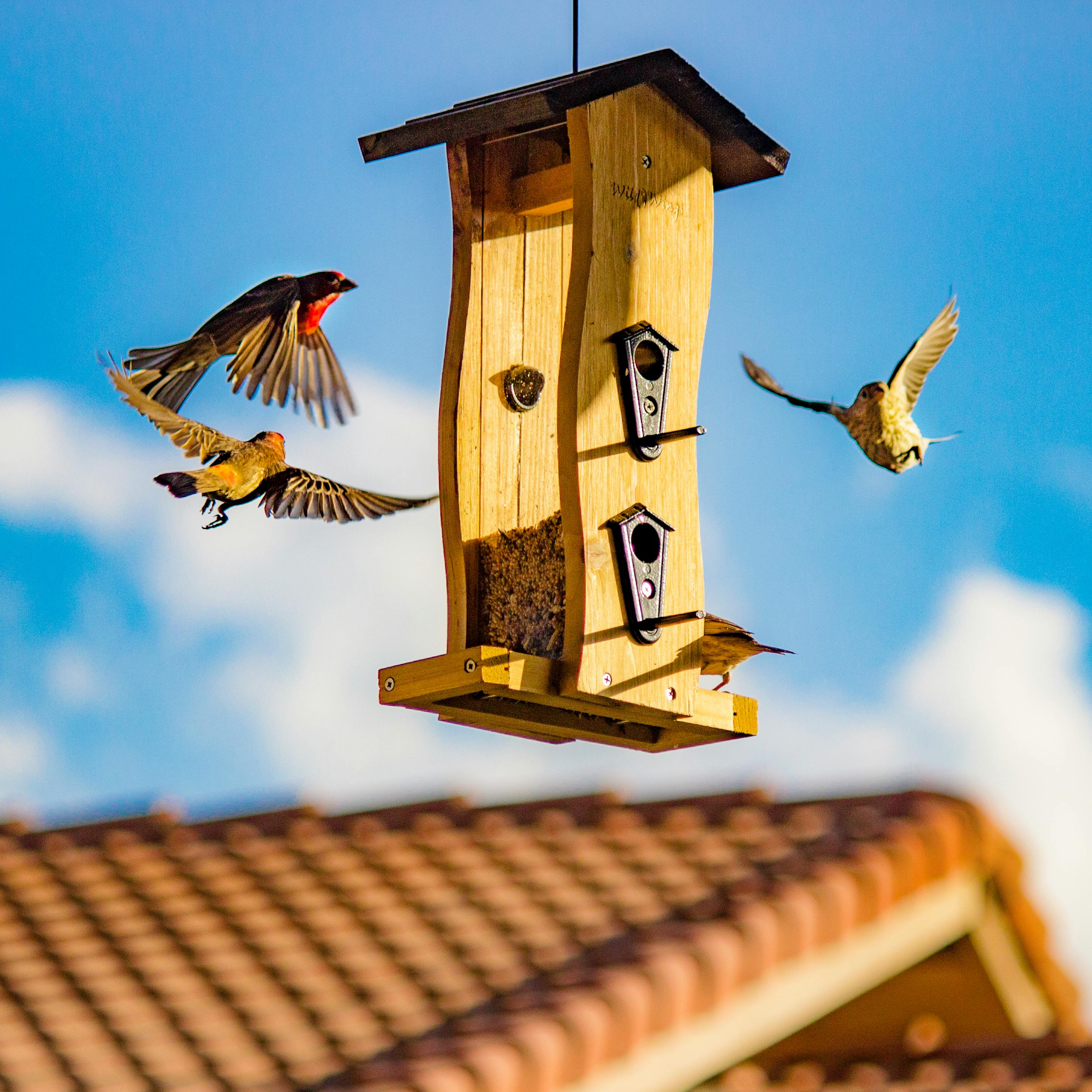 Brown and Beige Finch Birds Surround Bird House