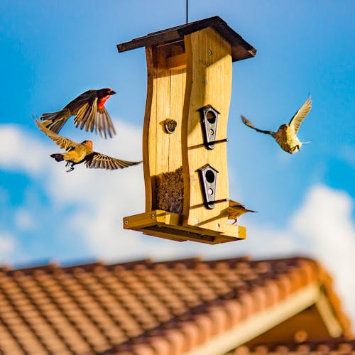 Brown and Beige Finch Birds Surround Bird House