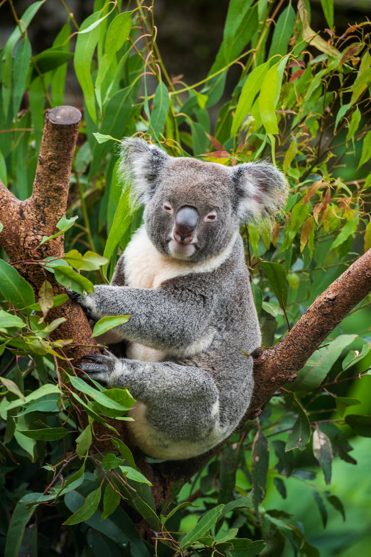 Koala On A Tree