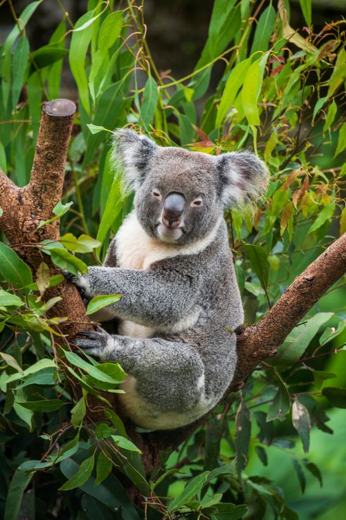 Free Adorable koala perched on a eucalyptus tree branch in the forest, showcasing Australian wildlife. Stock Photo