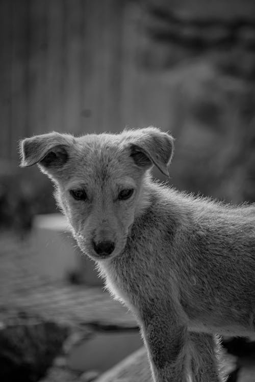 Grayscale Photo of a Puppy