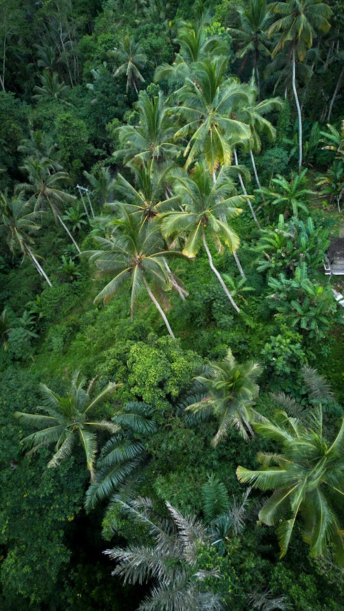 Fotobanka s bezplatnými fotkami na tému kokos, les, letecké snímkovanie