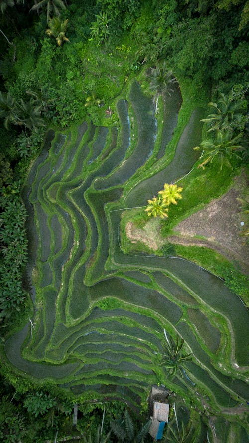 Birds Eye View of Tropical Forest