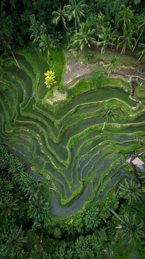 Birds Eye View of Tropical Forest